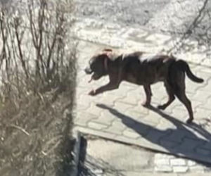 Zagryziona sarna, biegające luzem groźne psy. Psychoza na Brochowie we Wrocławiu 