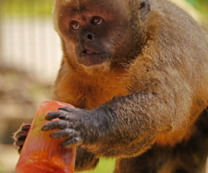 Zamojskie zoo chłodzi zwierzaki lodami! Ich reakcje są obłędne