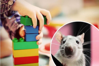 Dramat w przedszkolu na Pomorzu! Sześciolatki zjadły trutkę na szczury. Policja bada okoliczności zdarzenia