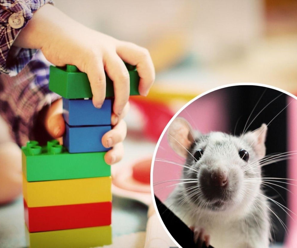 Dramat w przedszkolu na Pomorzu! Sześciolatki zjadły trutkę na szczury. Policja bada okoliczności zdarzenia