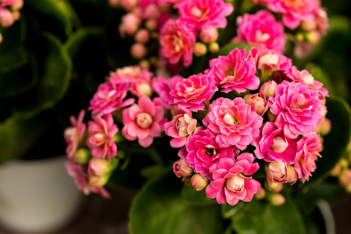 Kalanchoe Blossfelda