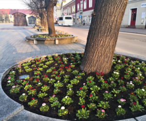 Do Jasła zawitała wiosna. Na rabatach i skwerach pojawiły się tysiące kwiatów