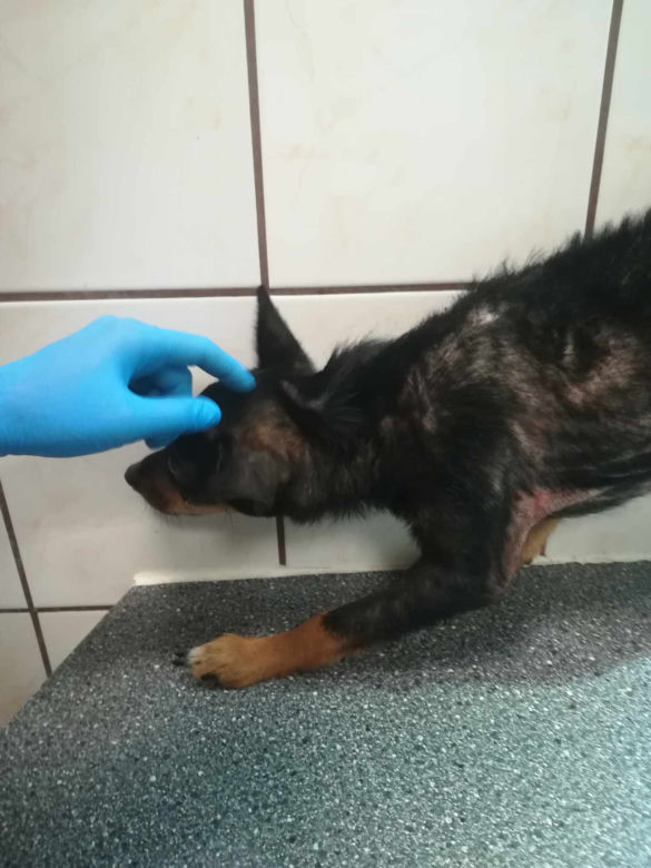 Inspektorzy OTOZ Animals w Bielsku-Białej odebrali osiem skrajnie zaniedbanych psów