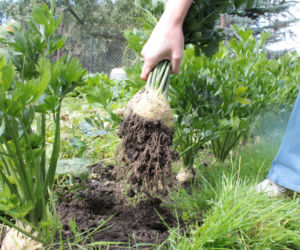 Seler korzeniowy