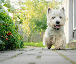 West highland white terrier