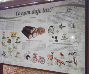 Ścieżka edukacyjna nad jez. Głębokim