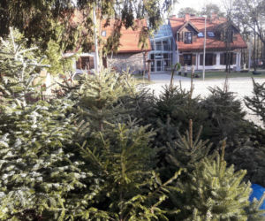 Co zrobić z choinką po świętach w Waszawie?