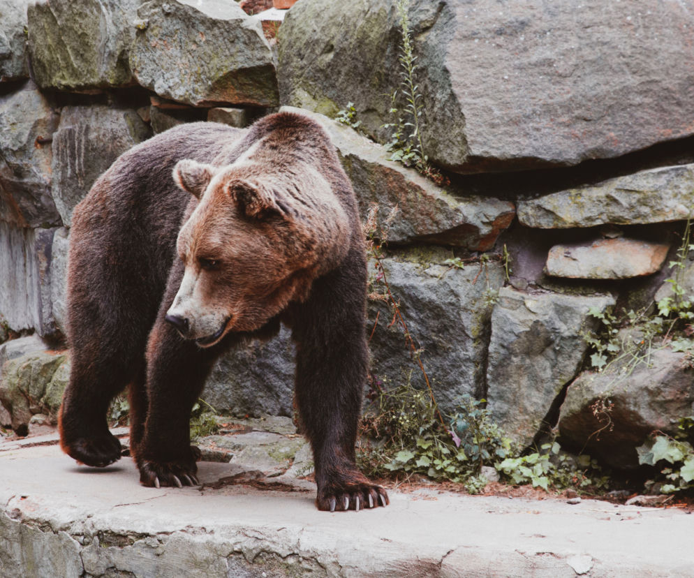 Chwile grozy w zoo! Matka rzuciła 3-letnie dziecko na pożarcie. TAKIEJ REAKCJI niedźwiedzia nikt się nie spodziewał!