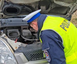 Sami i ze strażnikami, teraz z krokodylkami
