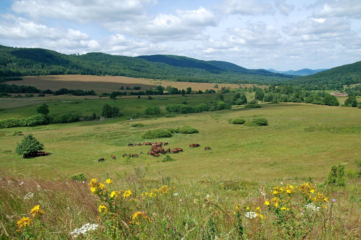 Regietów Wyżny