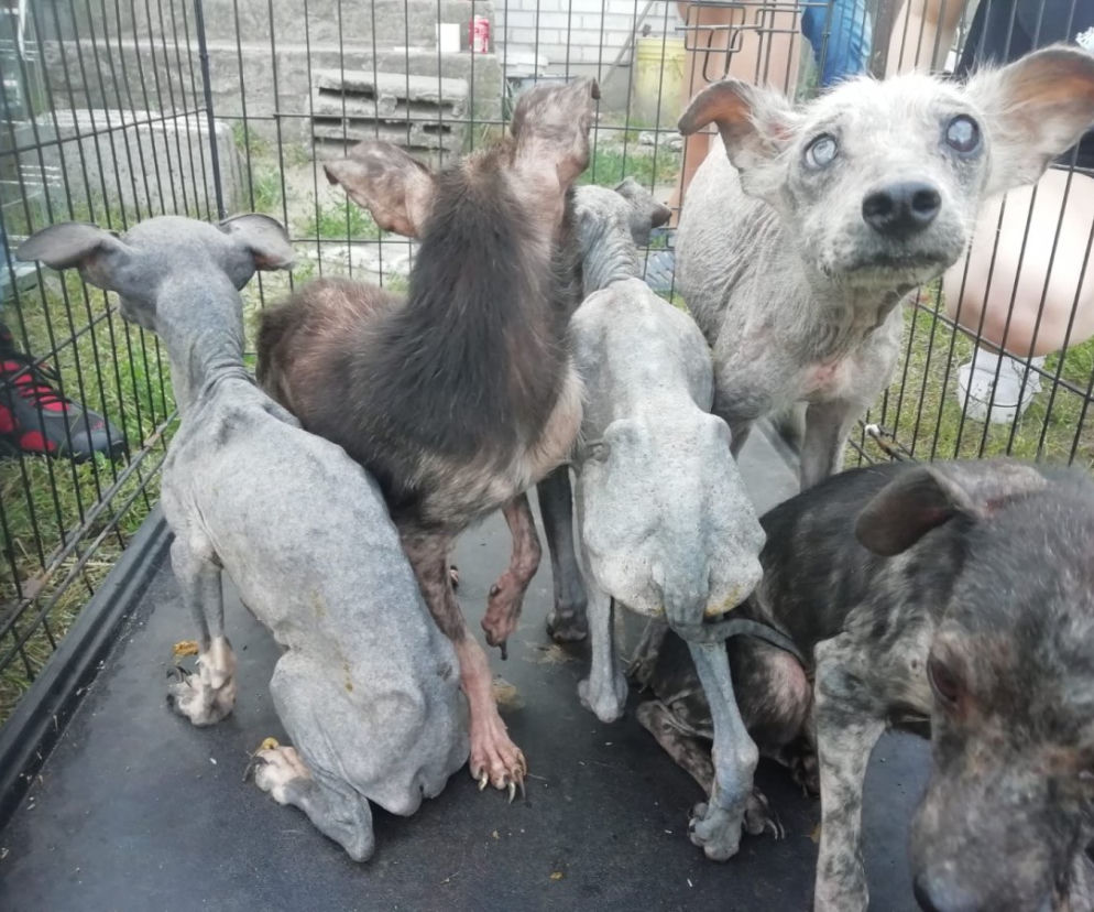 Horror pod Garwolinem! Psy żyły w ciemnościach i bały się człowieka. „Pchły zjadały je ŻYWCEM”