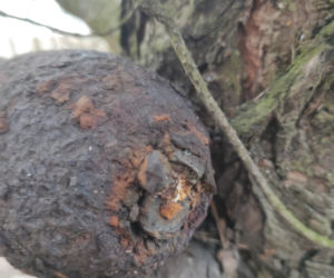 Bomba wyrosła mi na drzewie
