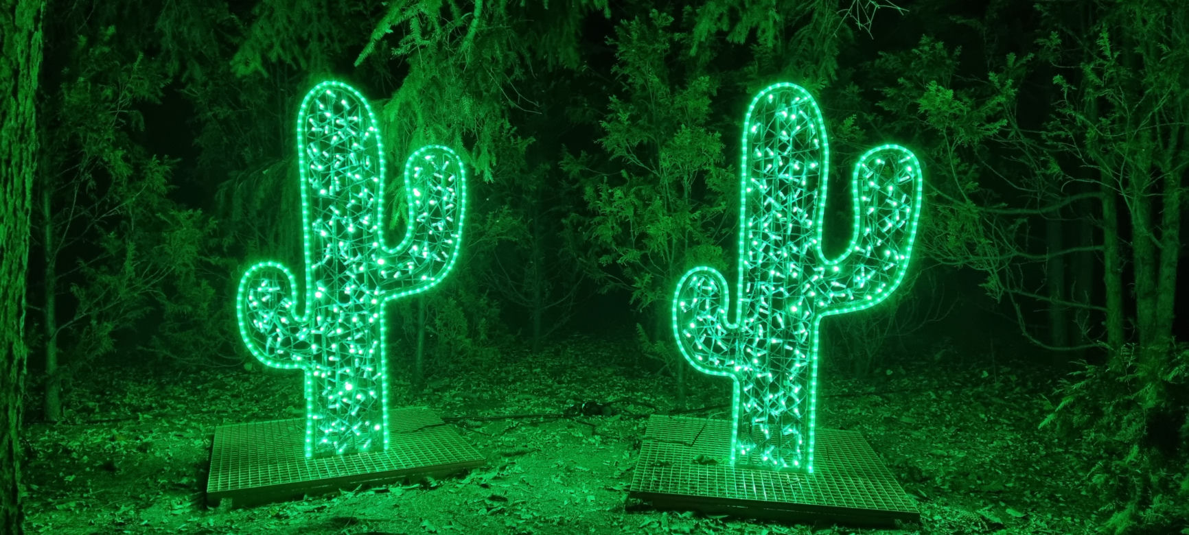 Ogród Botaniczny po zmroku zamienia się w magiczny ogród [GALERIA]