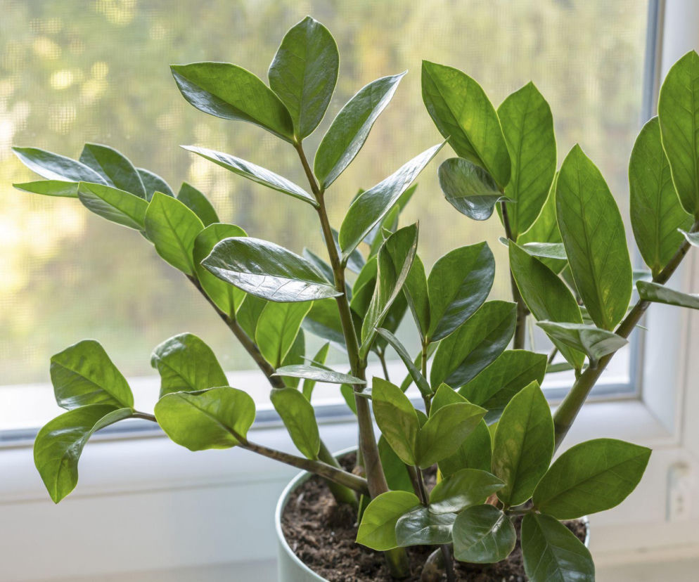 Brak nowych liści u zamiokulkasa? Oto najczęstsze przyczyny!