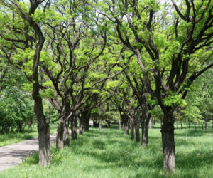 Robinia akacjowa