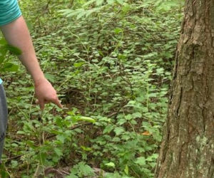 Tarnówka: Ukradł laptopa i schował go w lesie. Chciał odczekać kilka dni by sprawa przycichła