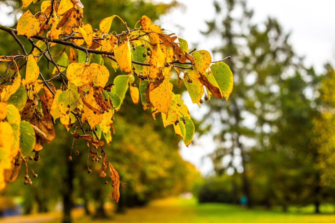 Park Śląski jesienią jest naprawdę piękny
