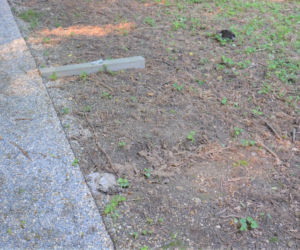 Co za głupota! W Radłowie ktoś dewastuje miejski park! Rozpoznajesz tę osobę?