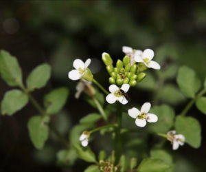 Nie awokado ani jarmuż. Naukowcy wskazali najzdrowsze warzywo no świecie. Polacy wciąż rzadko po nie sięgają