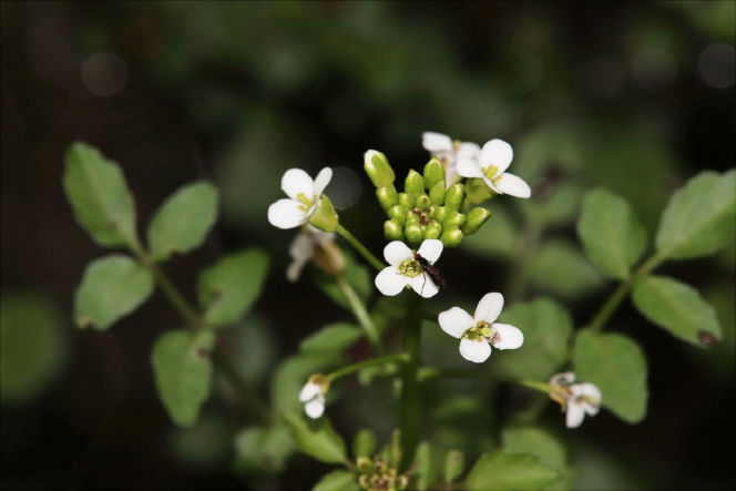 Nie awokado ani jarmuż. Naukowcy wskazali najzdrowsze warzywo no świecie. Polacy wciąż rzadko po nie sięgają
