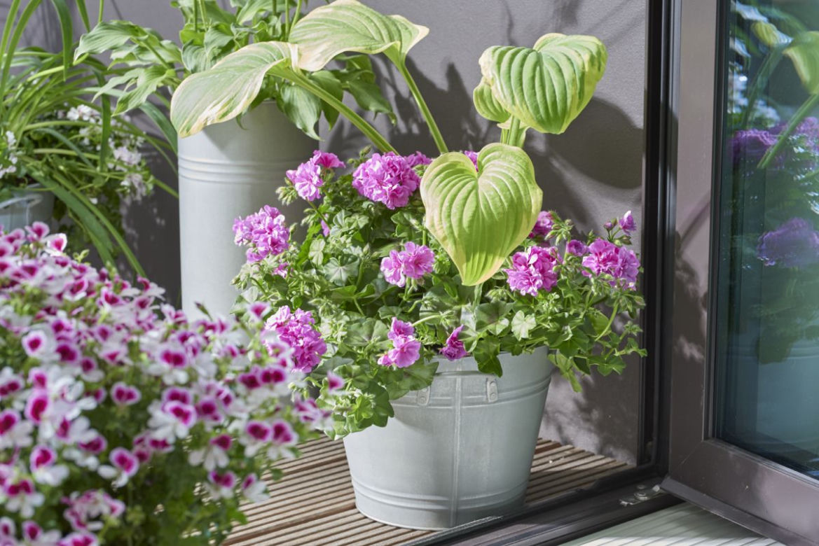Pelargonie