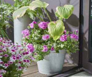 Pelargonie