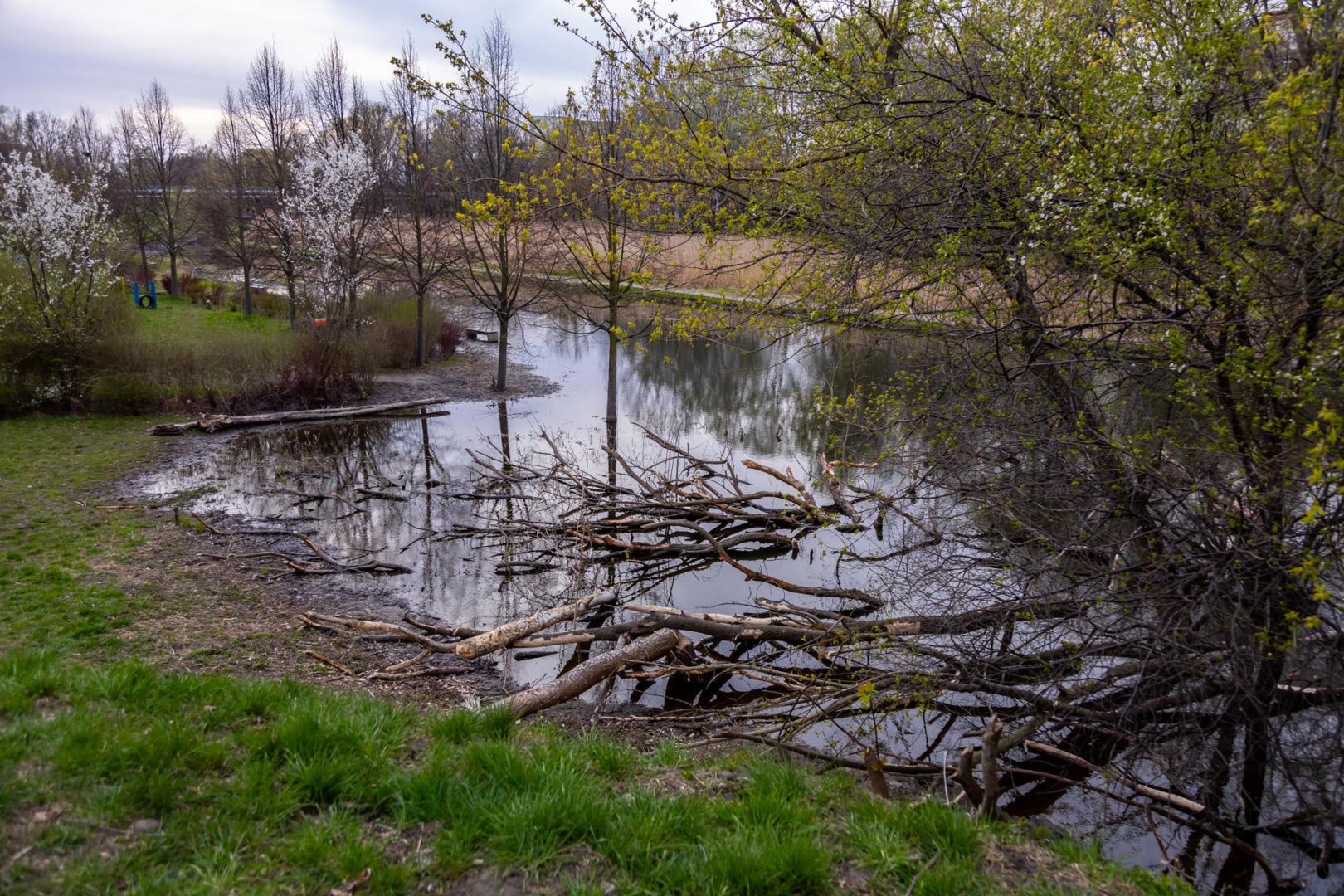 Bobrowe tamy na Potoku Służewieckim w Warszawie