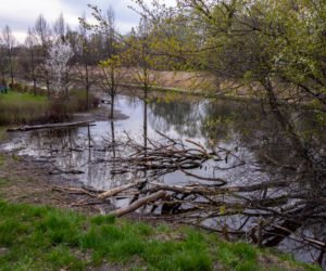 Bobrowe tamy na Potoku Służewieckim w Warszawie