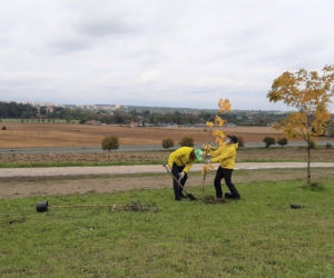 „W zielone gramy” - akcja sadzenia roślin