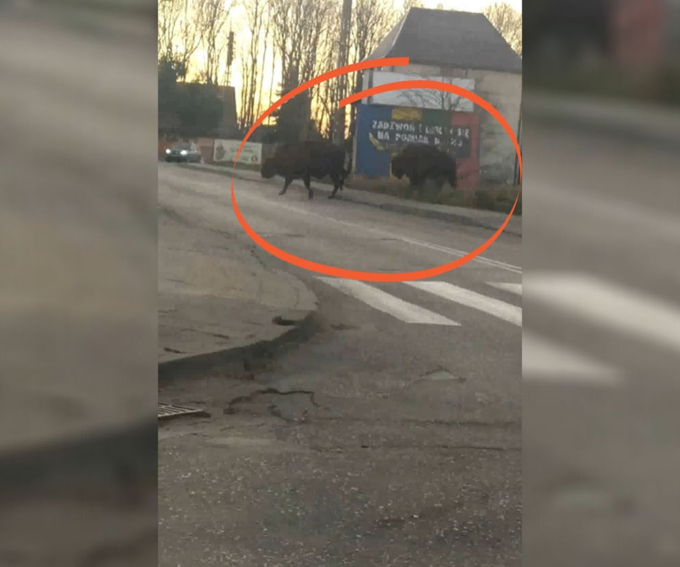 Rodzina żubrów w Narewce w woj. podlaskim