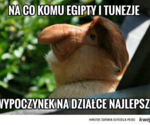 Majwówka 2020 memy