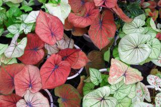 Kaladium zachwyci każdego swoimi liśćmi! 