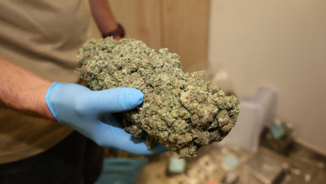 Kilogramy narkotyków i specjalistyczna uprawa