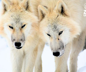 Takiego ZOO w Polsce jeszcze nie było! Chata polarna z wilkami to absolutny hit