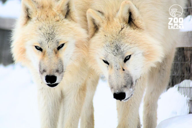 Takiego ZOO w Polsce jeszcze nie było! Chata polarna z wilkami to absolutny hit