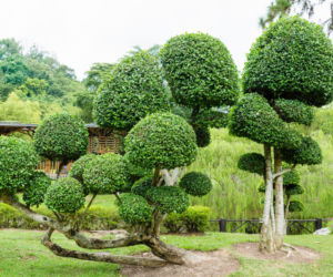 Topiary
