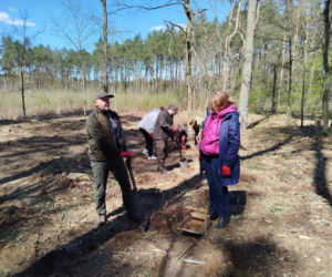 W Lesie Sekulskim rośnie już kilkaset nowych, młodych buków! Drzewa zasadzili członkowie siedleckiego samorządu i leśnicy