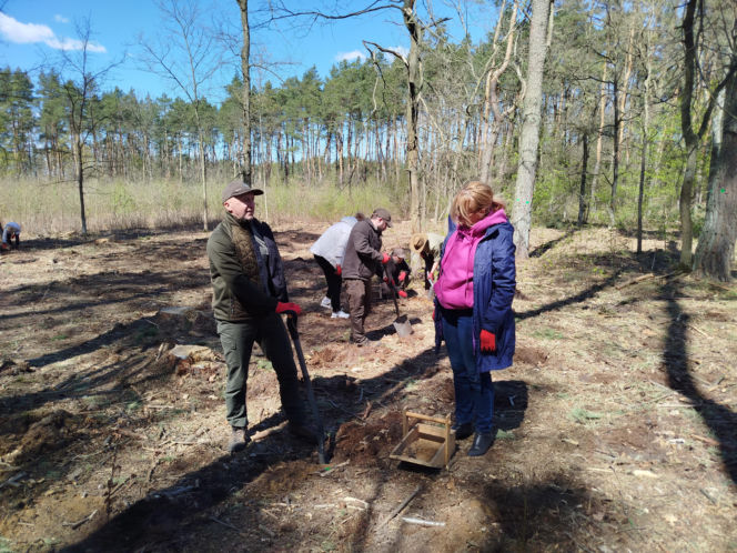 W Lesie Sekulskim rośnie już kilkaset nowych, młodych buków! Drzewa zasadzili członkowie siedleckiego samorządu i leśnicy