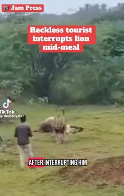 Turysta zobaczył lwa i naprawdę to zrobił! Zobacz, co stało się później