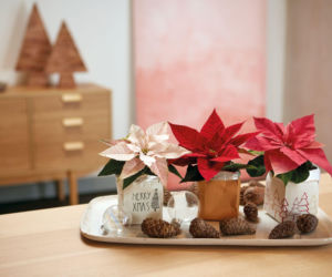 Mini gwiazdy betlejemskie