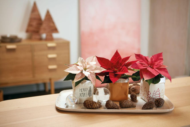 Mini gwiazdy betlejemskie