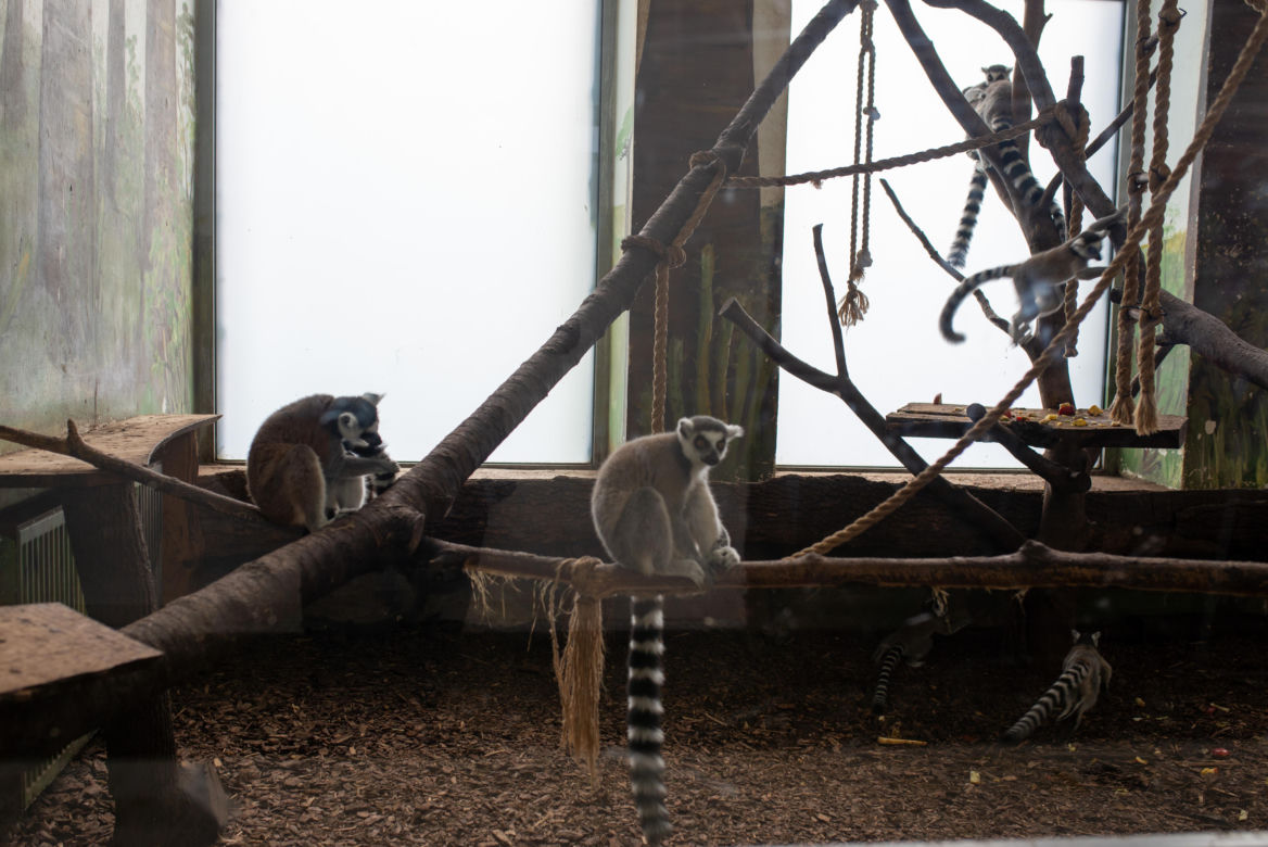 Ogród zoologiczny im. Stefana Milera w Zamościu