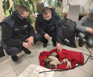 Ktoś WYRZUCIŁ NA MRÓZ 10 szczeniaków! Maleństwa CUDEM OCALAŁY! Policja szuka właściciela! 
