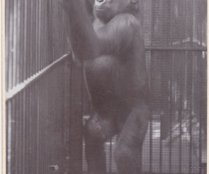 Zoo we Wrocławiu ma już 155 lat