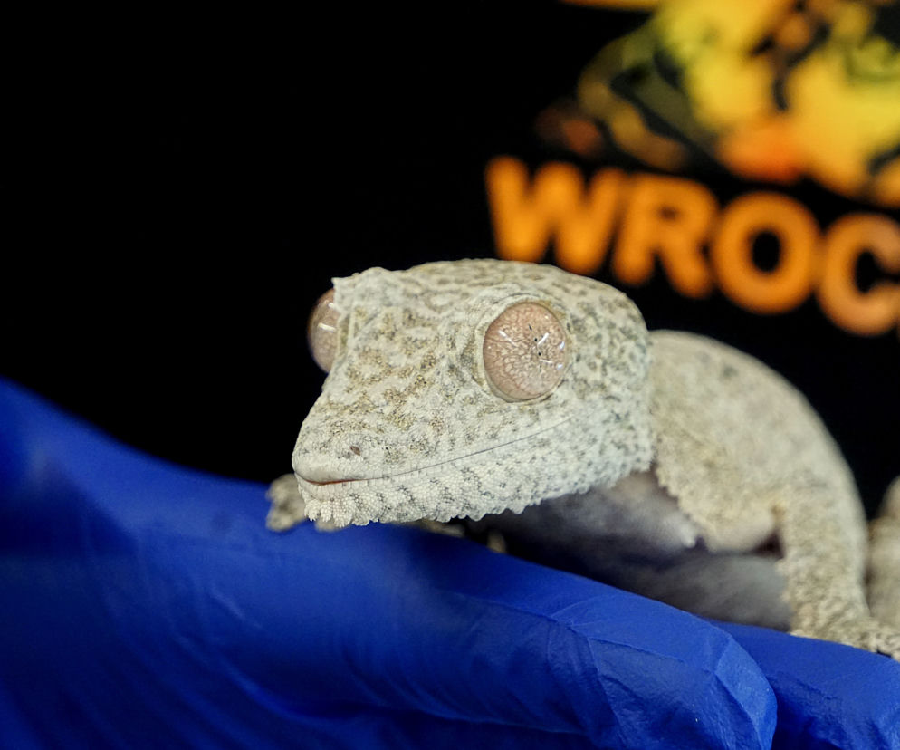 Gekony Henkela we wrocławskim zoo