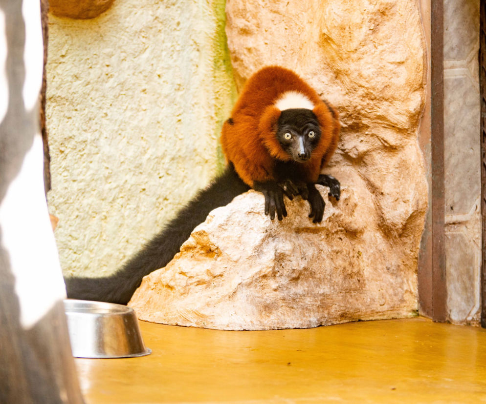 Lemury wari z łódzkiego zoo będą mieć nowe lokum