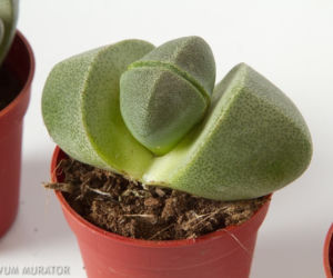 Lithops