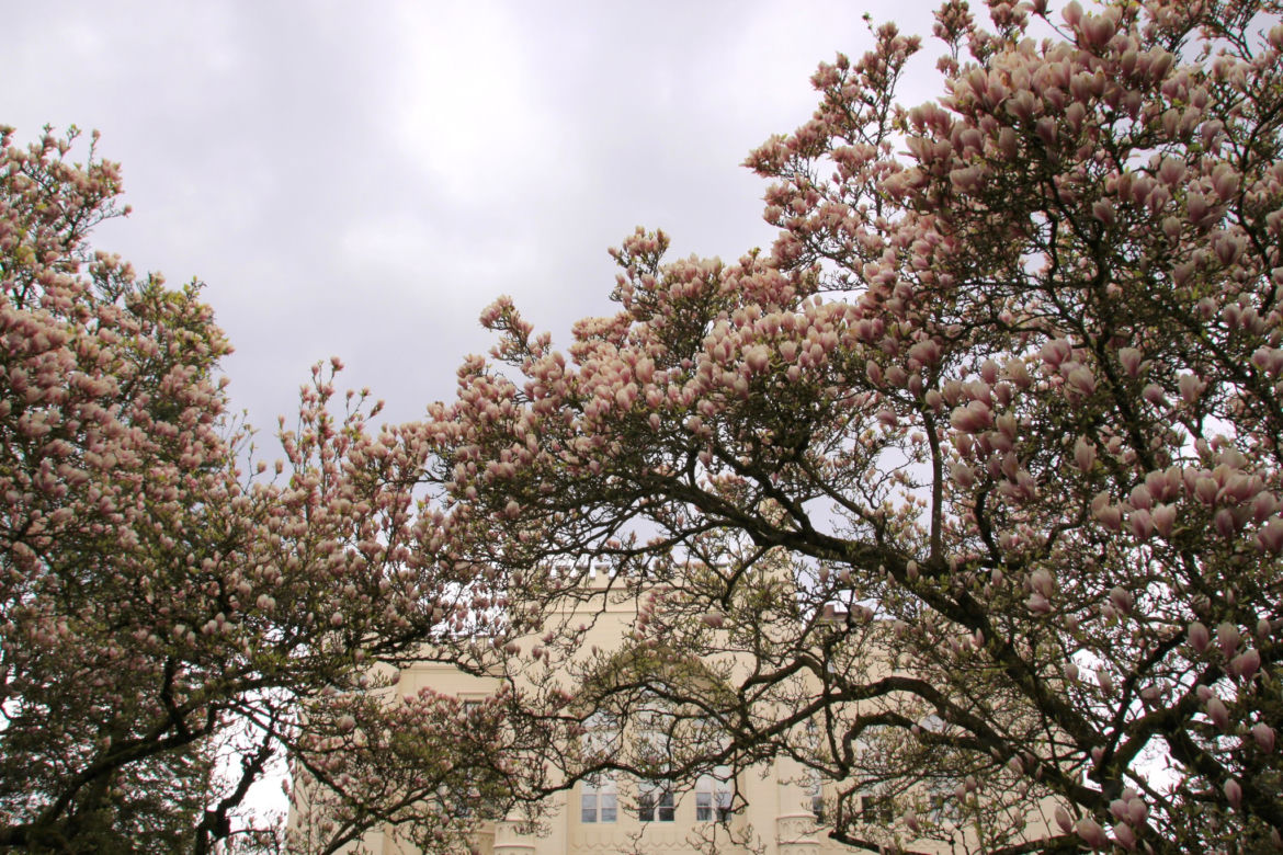 Arboretum Kórnickie zachwyca! Miłośnicy magnolii muszą się spieszyć