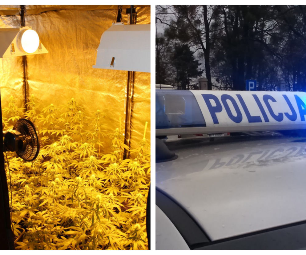 Plantacja na terenie Grudziądza. Pseudo ogrodnikowi grozi 10 lat więzienia