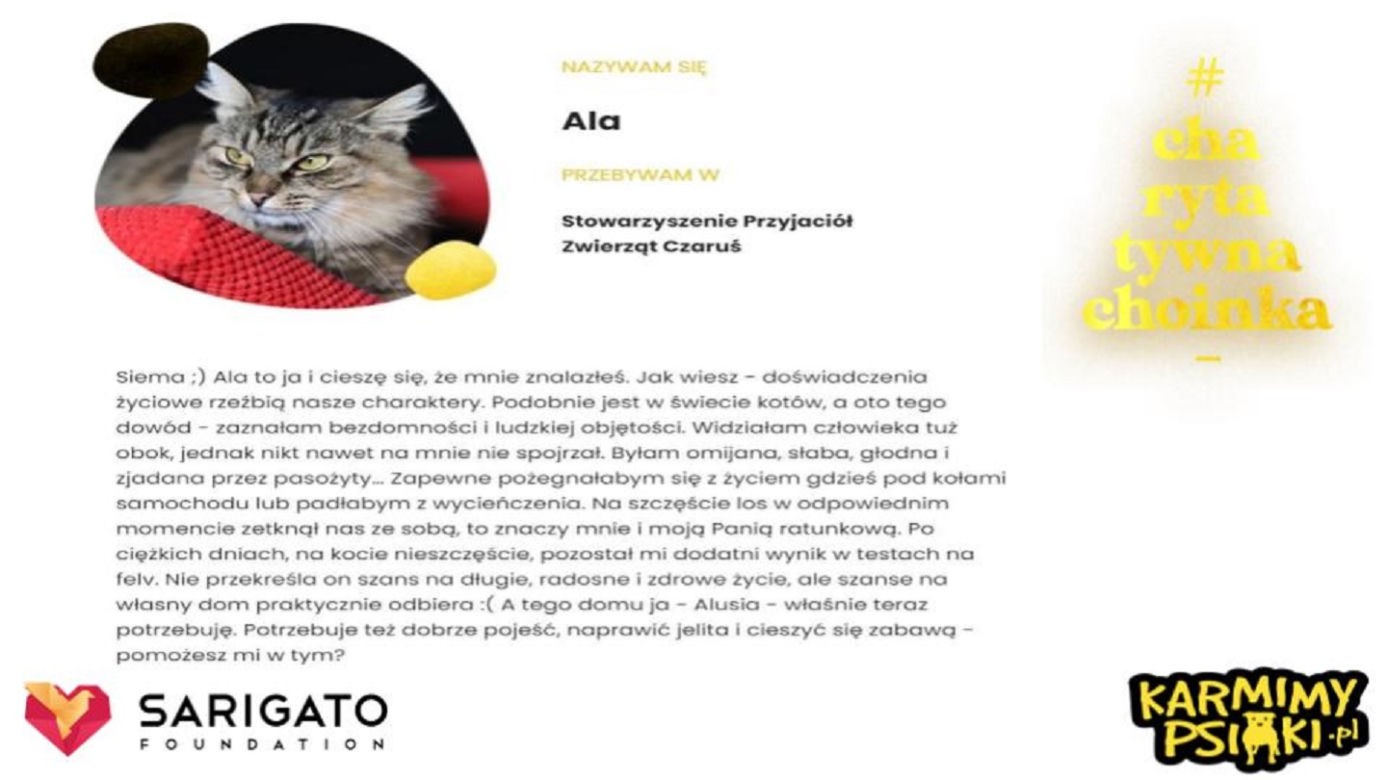 Charytatywna Choinka dla bezdomnych psów i kotów. Każdy może pomóc!